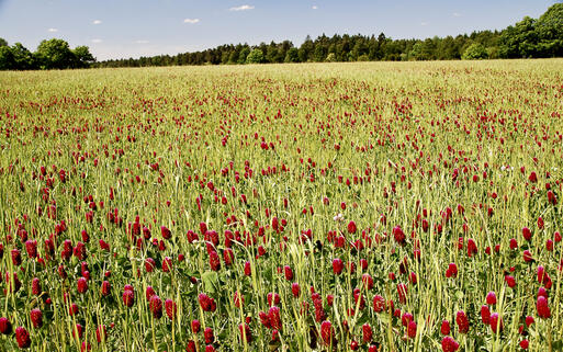 Kleefeld © bluecrayola / Shutterstock.com