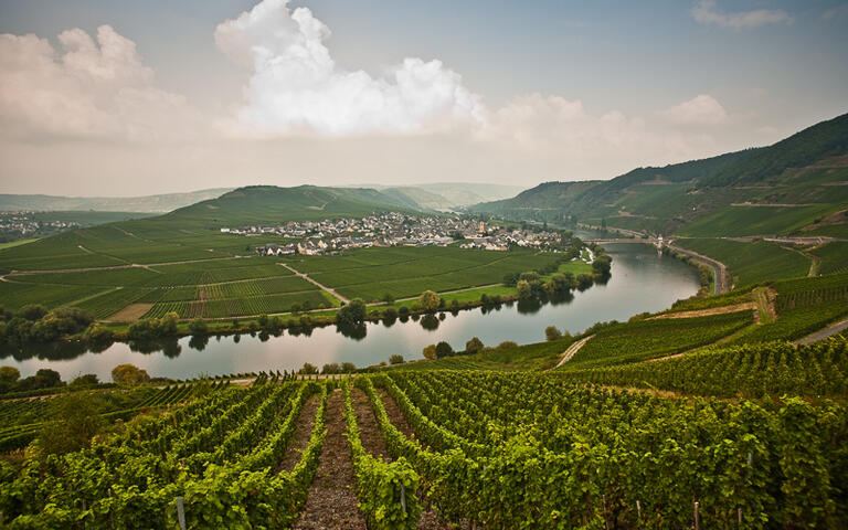 Weingärten an der Mosel © Jorg Hackemann / shutterstock.com