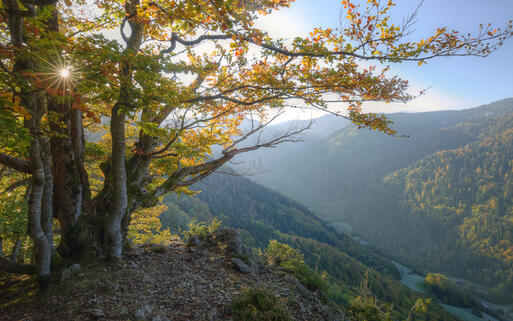 Schwarzwald © falk / shutterstock.com