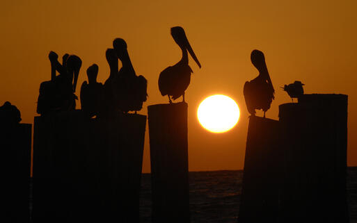 Pelikane im Hafen von Naples bei Sonnenuntergang, Florida, USA © Alex Baker / Shutterstock.com