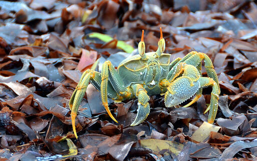 Farbenfrohe Geisterkrabbe mit Stielaugen © ANDRZEJ GRZEGORCZYK