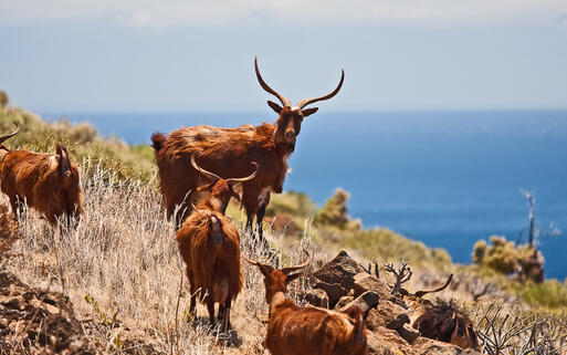Ziegen in der felsigen Landschaft von La Palma © Primož Cigler / Shutterstock.com