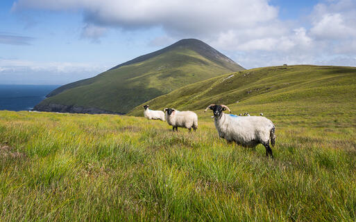 Schafe auf der Insel Achill Island, Irland © Magnus Kallstrom / Shutterstock.com