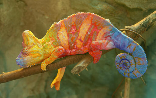 Buntes Chamäleon © Kasza / Shutterstock.com