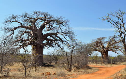 Affenbrotbaum im Krüger Nationalpark © Karel Gallas / shutterstock.com
