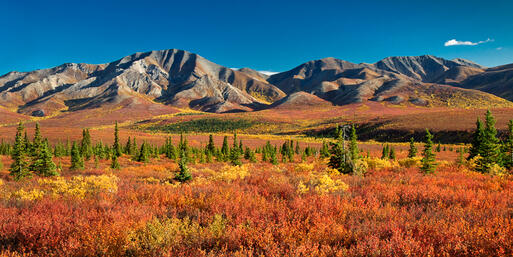 Denali Nationalpark © eyeCatchLight Photography / Shutterstock.com