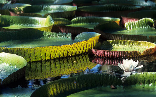 Riesige Amazonas-Wasserlilie im Botanischen Garten auf Mauritius © christopher waters / Shutterstock.com