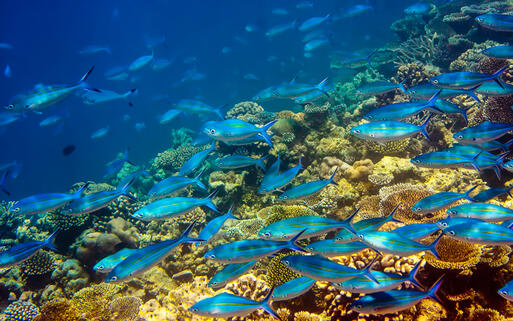 Magische Unterwasserwelt vor Mauritius © KKulikov