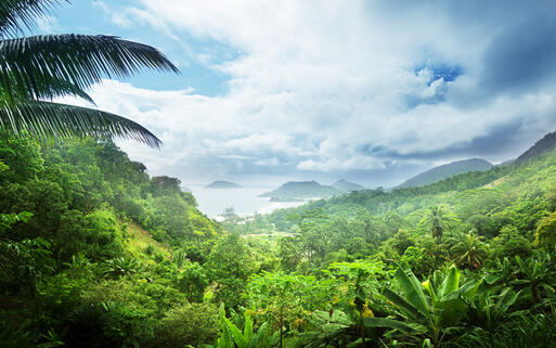 Aussicht auf den Dschungel © Iakov Kalinin