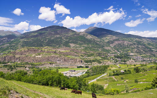 Kühe im Aostatal © Andrei Nekrassov  / Shutterstock.com