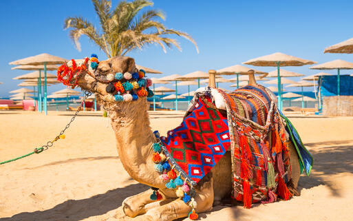 © Patryk Kosmider Traditionell geschmücktes Kamel rastet sich am Strand aus © Patryk Kosmider