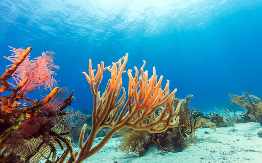 Unterwasserwelt von Cayo Largo, Kuba © Rostislav Ageev / Shuttertock.com