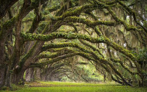 Oaks Avenue in Charleston © Dave Allen Photography / shutterstock.com