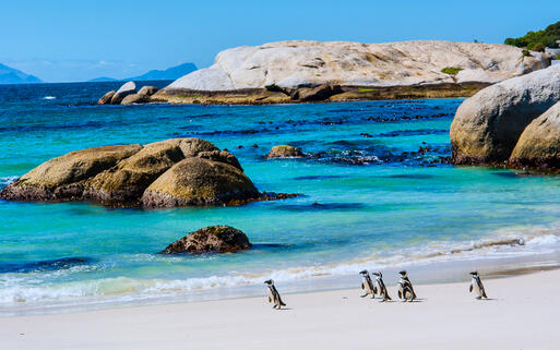 Pinguine am weißen Sandstrand Boulders Beach in Simon's Town, Western Cape , Südafrika © PhotoSky / shutterstock.com