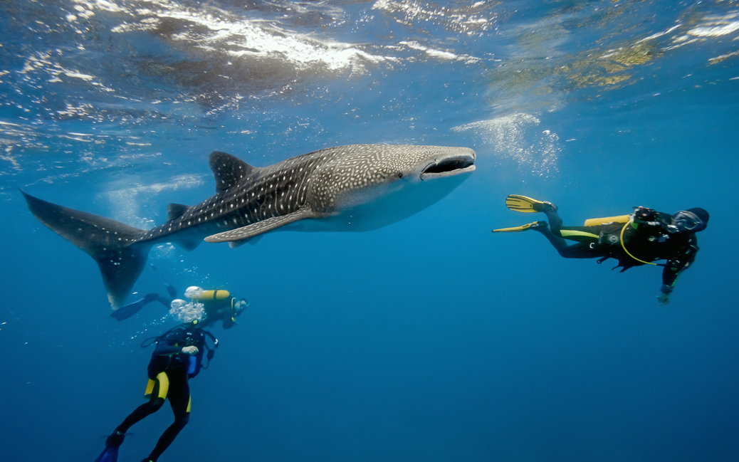 Unterwasserfotografen versuchen den Walhai vor die Linse zu bekommen &copy; Krzysztof Odziomek / Shutterstock.com