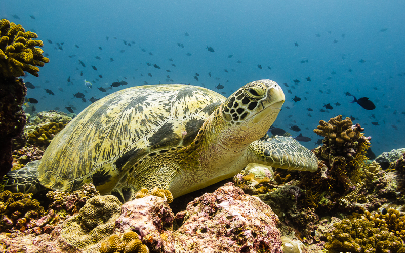 Meeresschildkröte in einem Korallenriff der Malediven &copy; Hendrik Martens / Shutterstock.com